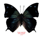 Memphis xenocles (Peru)